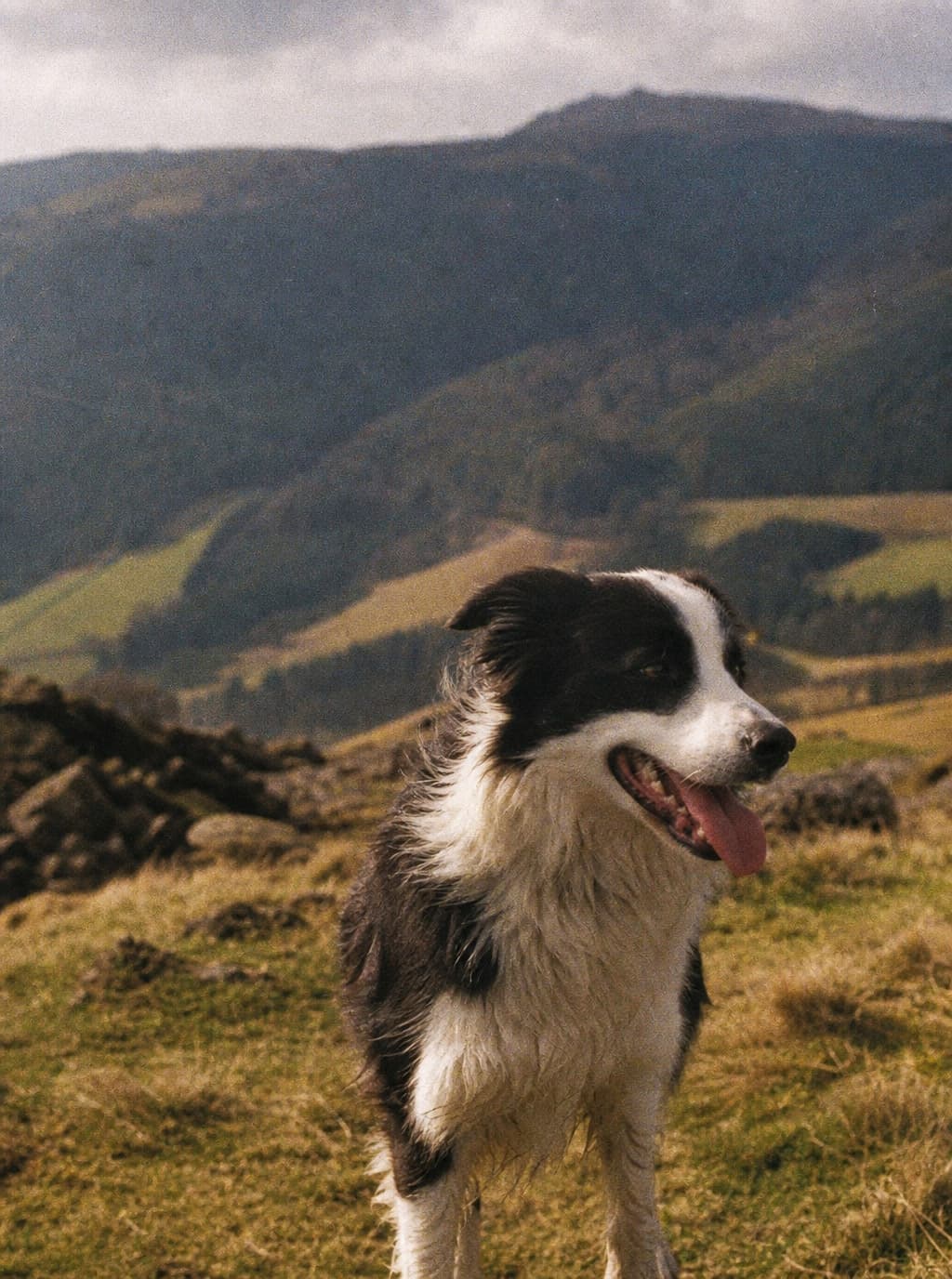 Border collie, hills