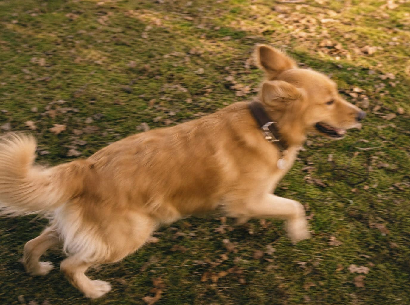 Golden, off leash