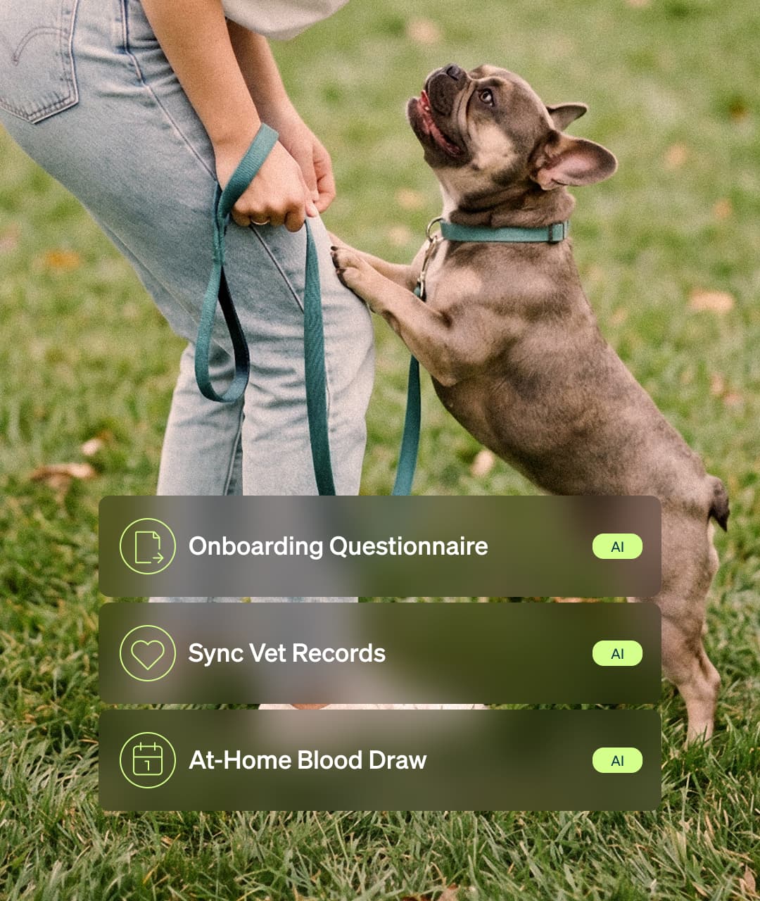A french bulldog jumping up to greet its owner on grass