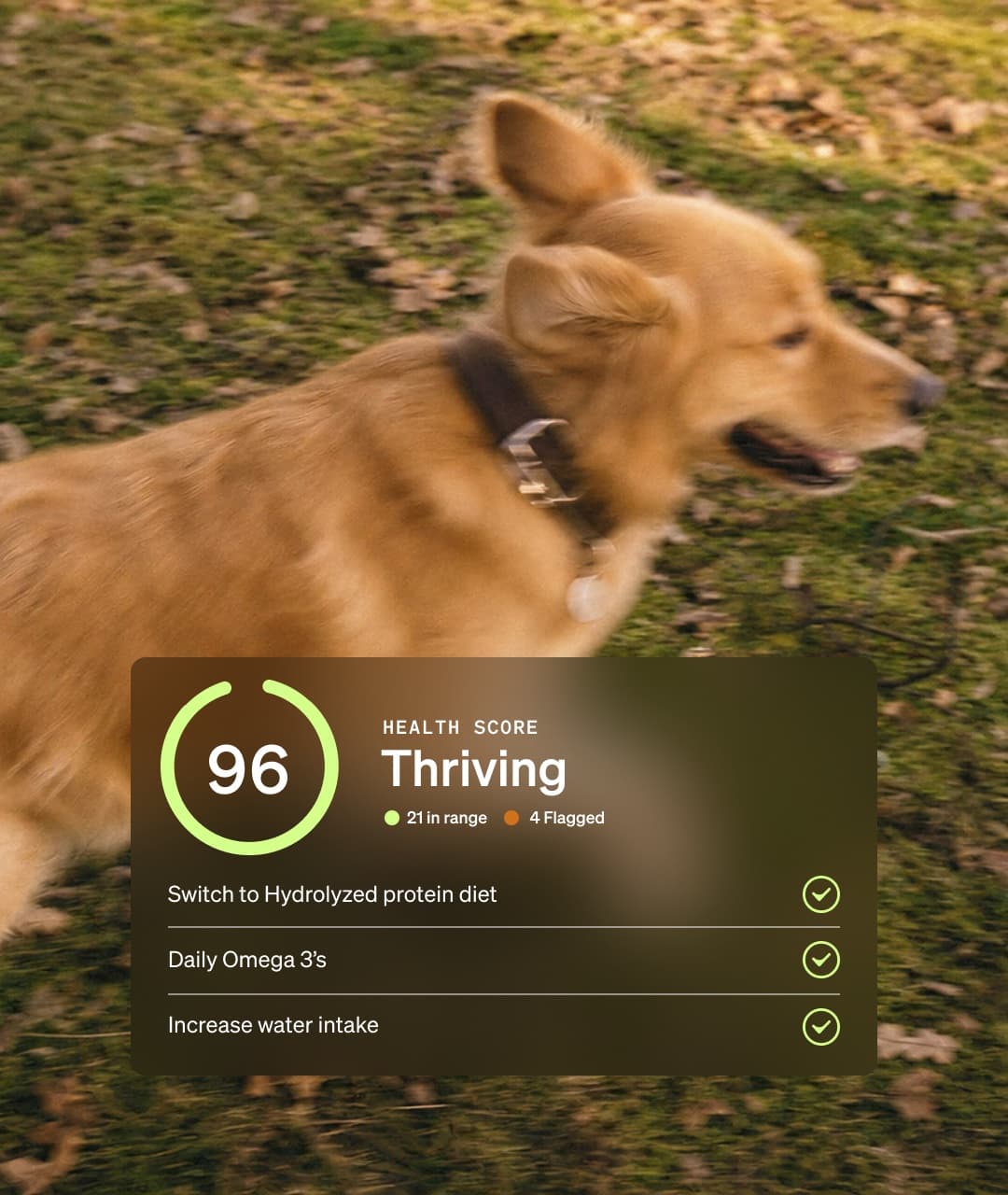 A golden retriever running through a sunlit yard